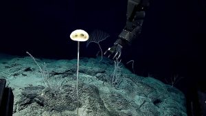 Advhena magnifica glass sponge on the deep Pacific seafloor