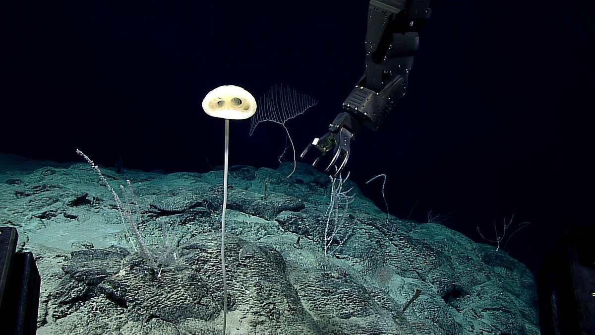 Advhena magnifica glass sponge on the deep Pacific seafloor