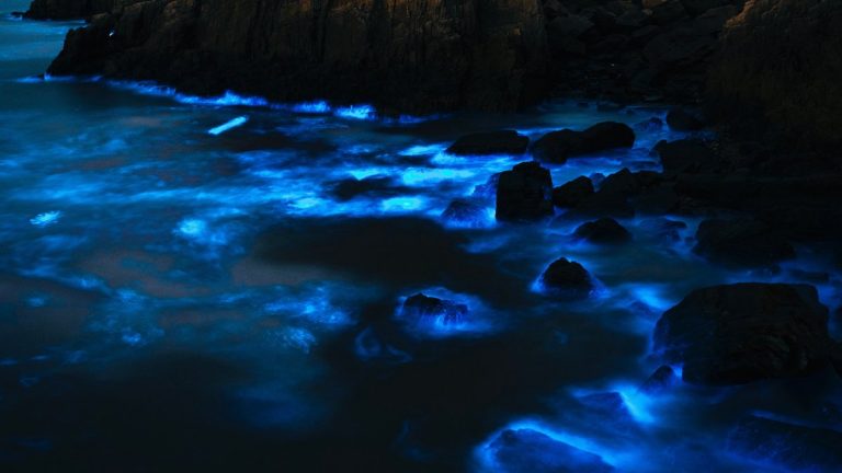 Bioluminescent ocean waves glowing along a rocky coast at night