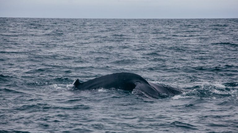 Whale back taken in Iceland in the ocean - Whale whatching