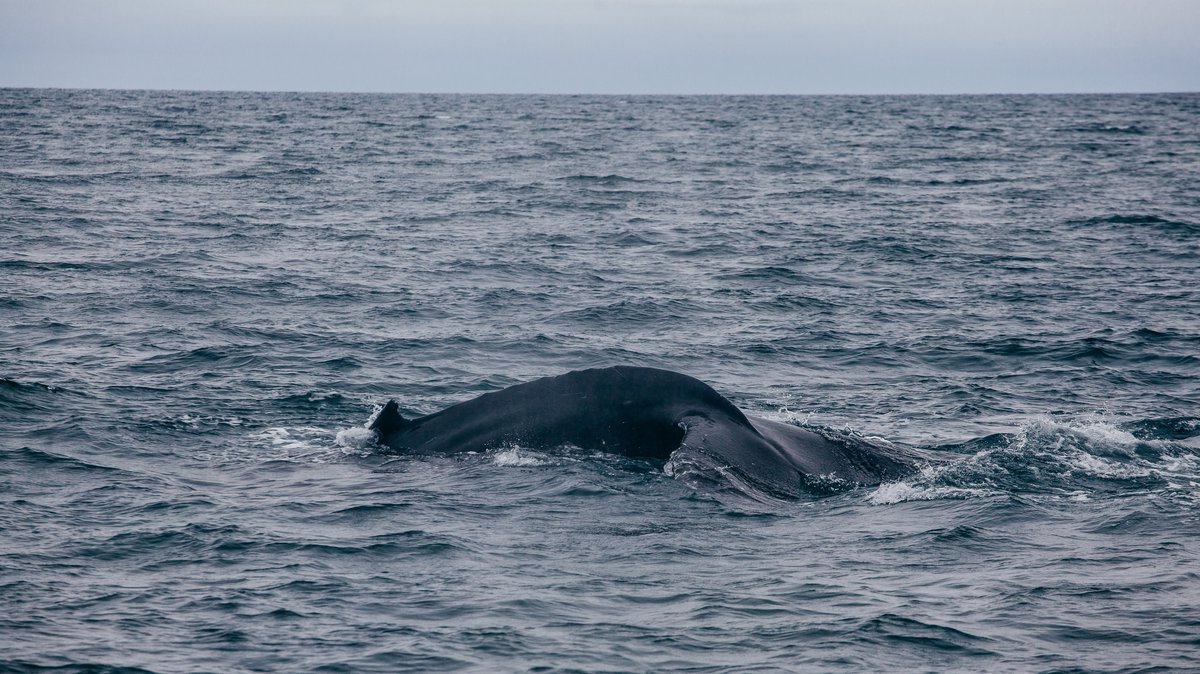 Whale back taken in Iceland in the ocean - Whale whatching