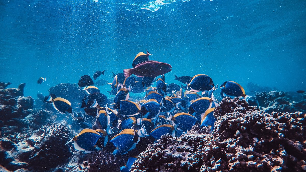 A school of reef fish swimming above corals in a marine ecosystem