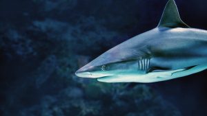 A shark swimming through dark ocean water
