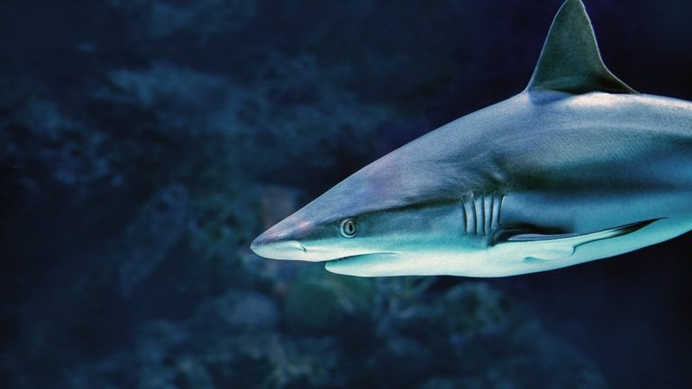 A shark swimming through dark ocean water