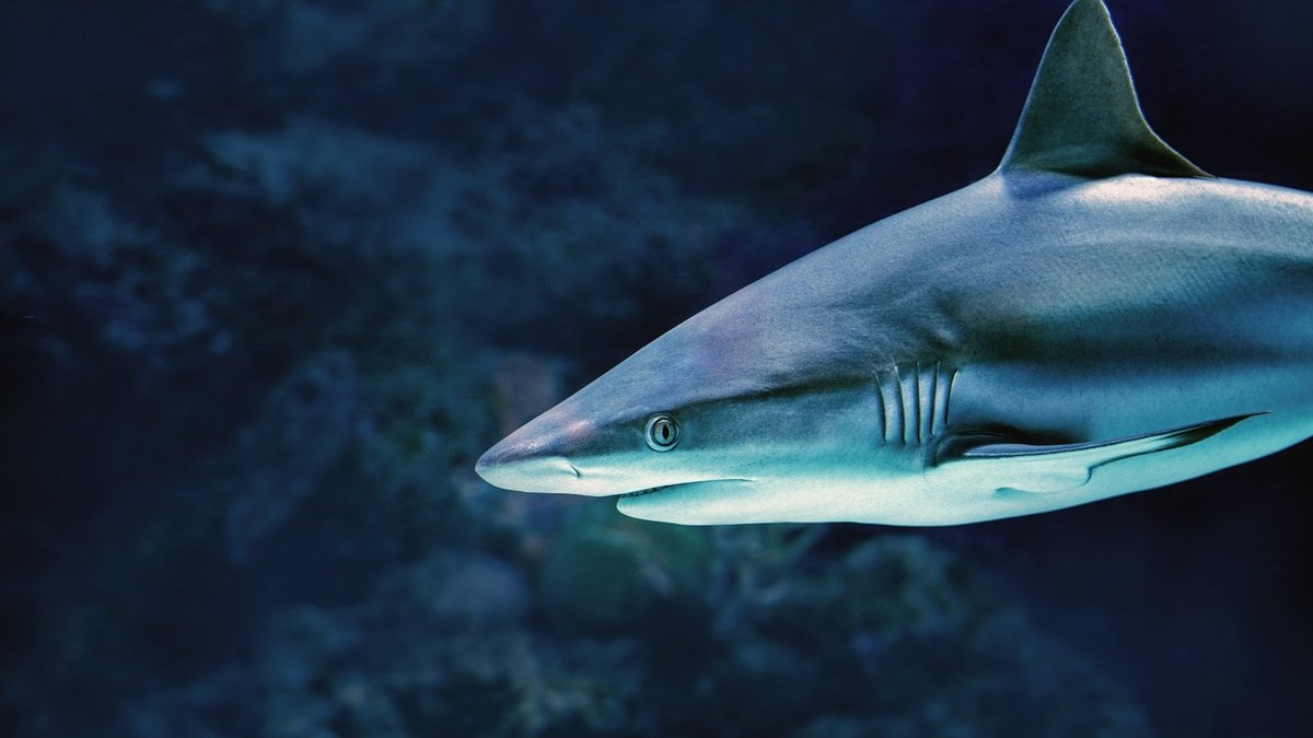 A shark swimming through dark ocean water