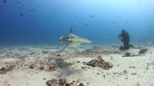 Hammerhead shark and scuba diver swimming underwater
