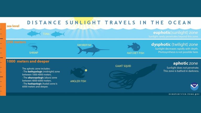 NOAA diagram showing sunlight, twilight and dark ocean zones by depth