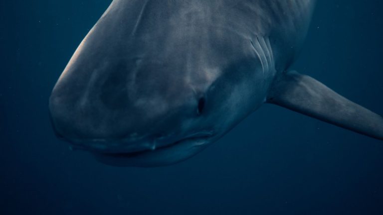 Detailed underwater image of a great white shark in Haleiwa, HI. Captured in vibrant ocean depths