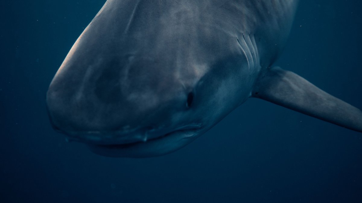 Detailed underwater image of a great white shark in Haleiwa, HI. Captured in vibrant ocean depths