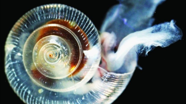 Pteropod shell affected by ocean acidification