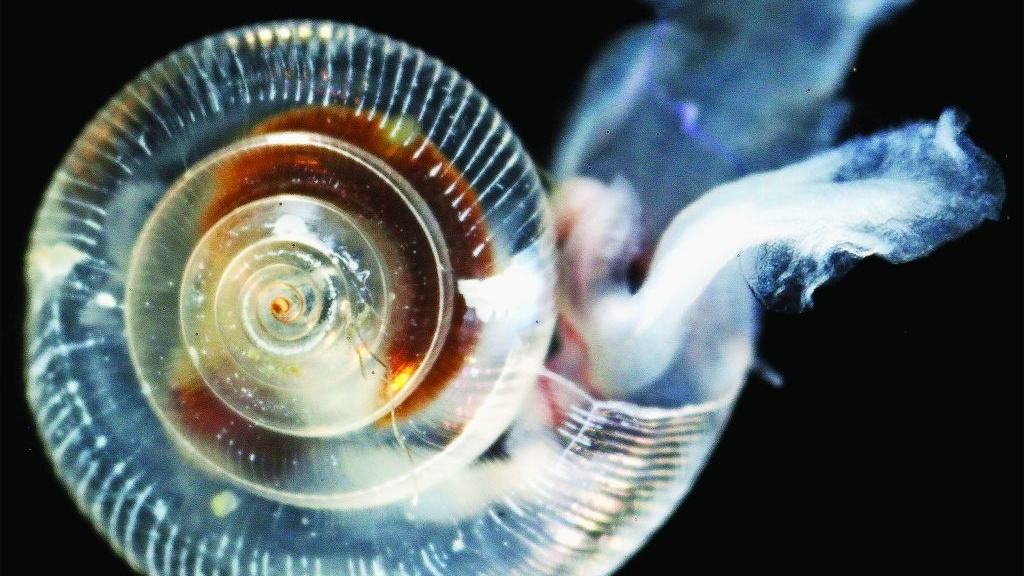 Pteropod shell affected by ocean acidification