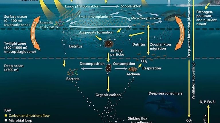 Diagram of the biological pump in the ocean carbon cycle