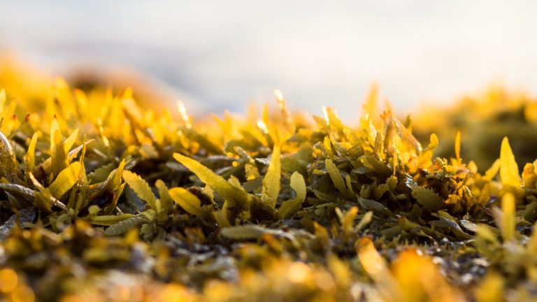 Yellow Seaweed. (Sargassum sp.)