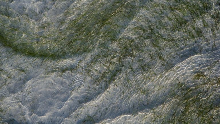 Peaceful shot of seagrass swaying beneath clear, rippling water in sunlight