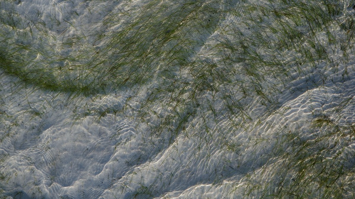 Peaceful shot of seagrass swaying beneath clear, rippling water in sunlight