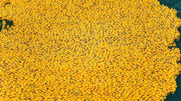 Thousands of yellow rubber ducks floating together on water