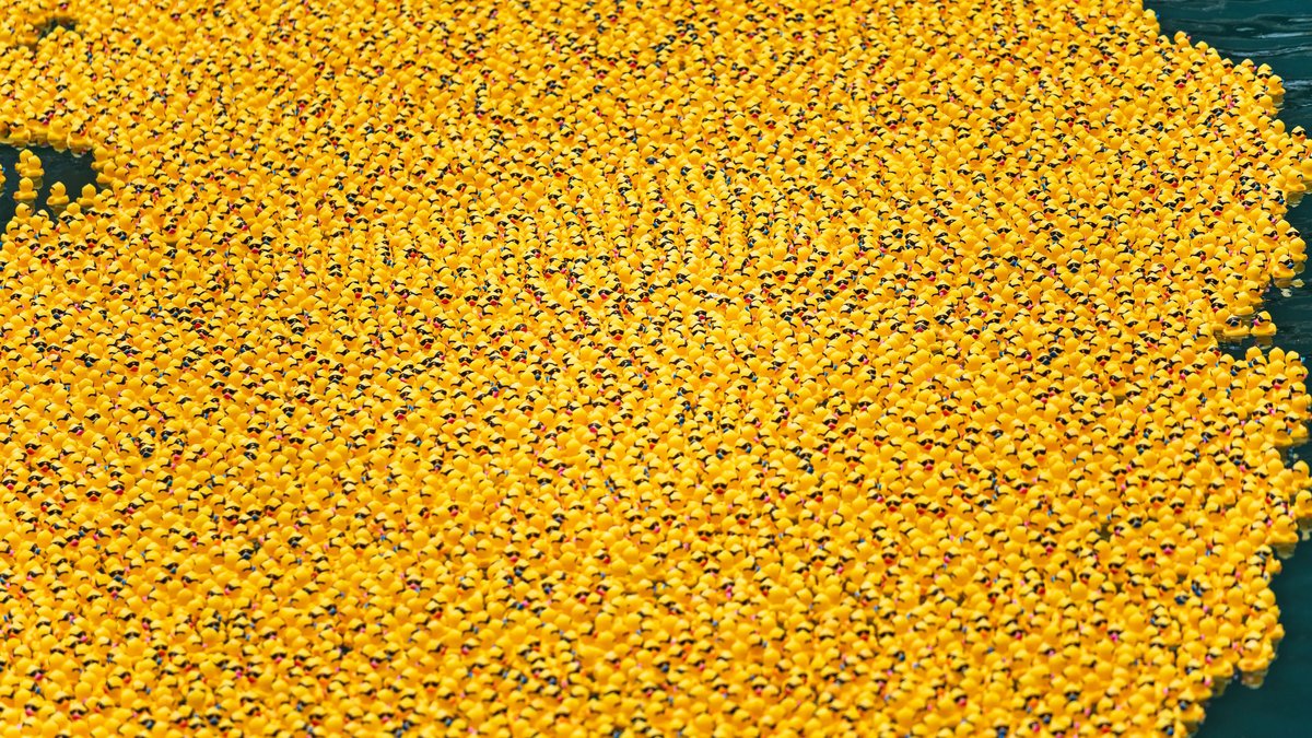 Thousands of yellow rubber ducks floating together on water