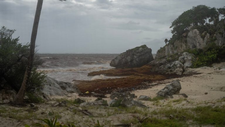 Sargassum covering a rocky shoreline beneath storm clouds
