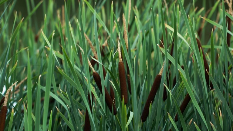 Vibrant green bulrush plants growing in a serene wetland setting