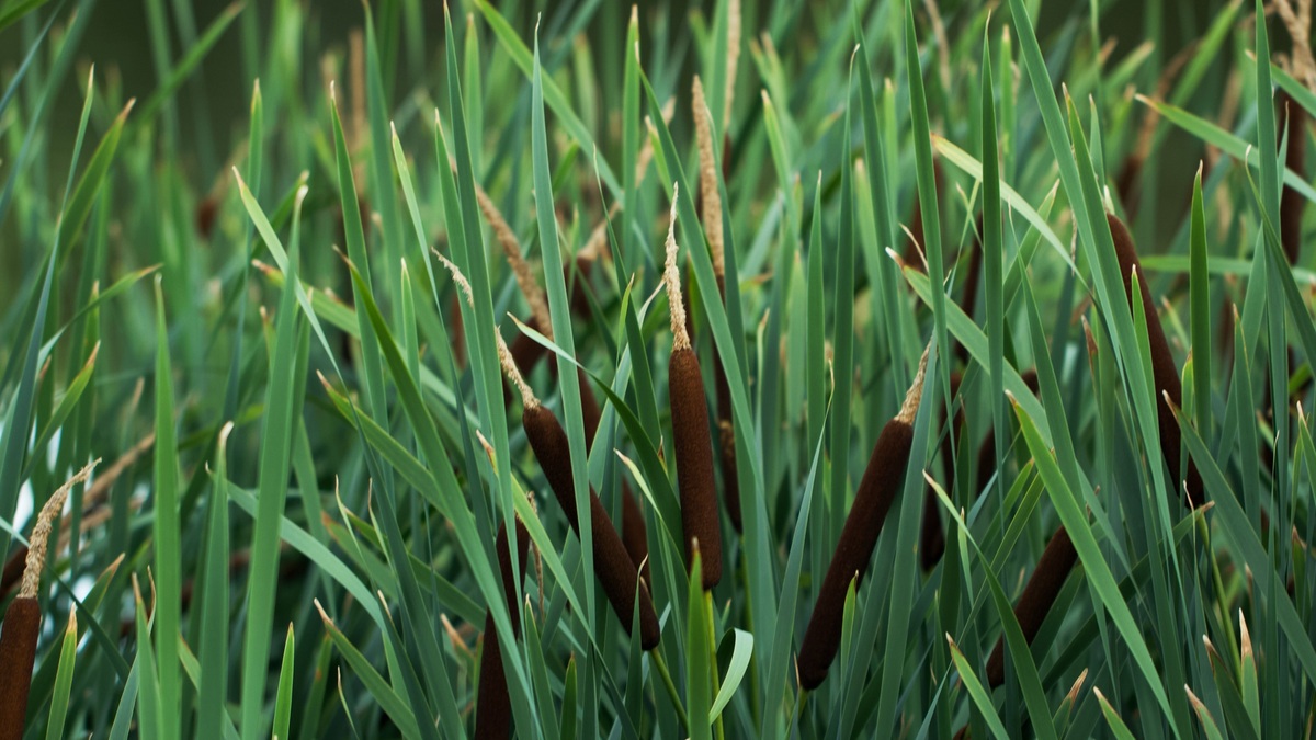 Vibrant green bulrush plants growing in a serene wetland setting