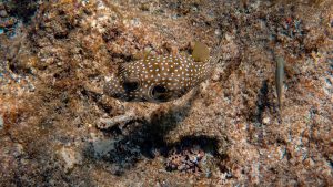 A Hawaiian spotted puffer fish camouflaging among the coral reef underwater