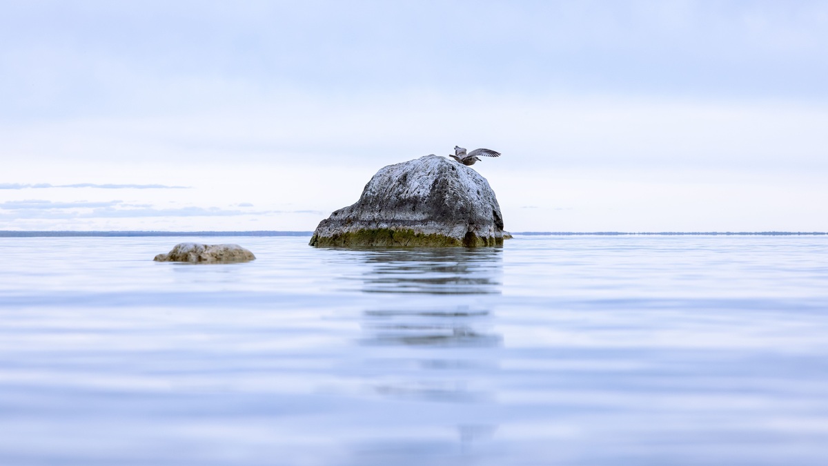 A gull resting on a rock in the waters near Mackinac Island