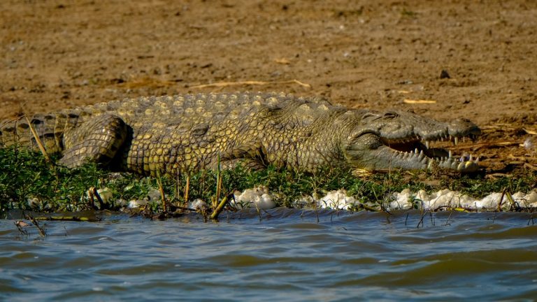 Side view of large Nile crocodile lying on sandy shore near rippling river on sunny day