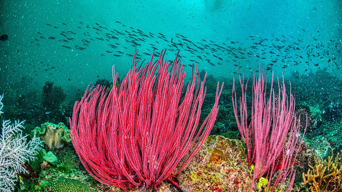 Colorful coral reef scene with marine life in West Papua, Indonesia's underwater world