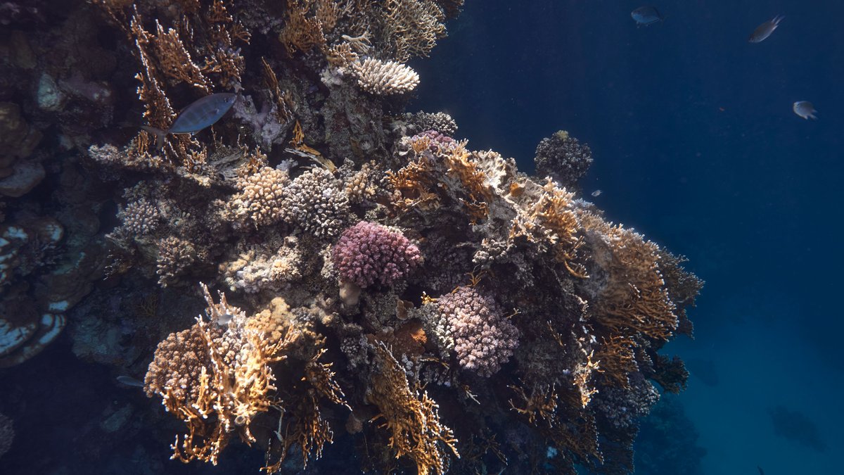 Explore the colorful coral reef underwater in Marsa Alam, Egypt's Red Sea