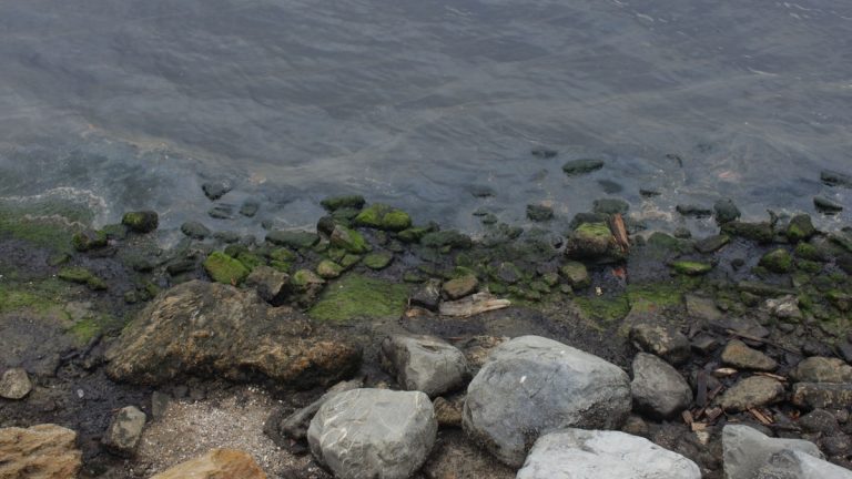 Algae_along_a_lake_shore