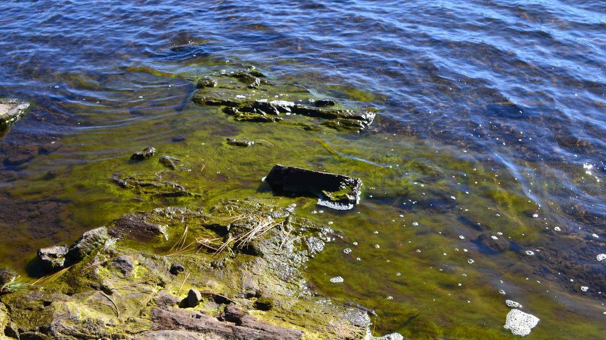 Algae growing at the edge of Hawley Lake