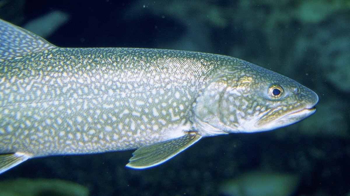 Lake trout, a native fish in Lake Michigan