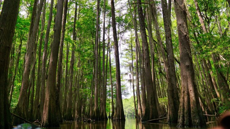 Serene view of tall cypress trees in a swamp, creating a lush natural landscape