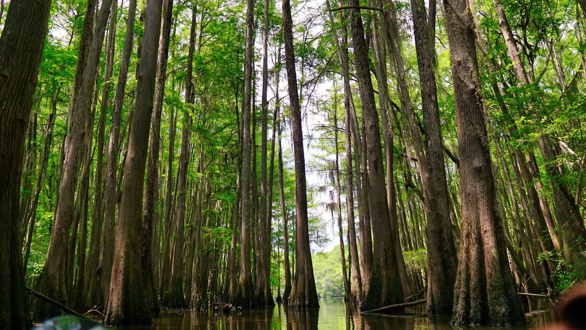 Serene view of tall cypress trees in a swamp, creating a lush natural landscape