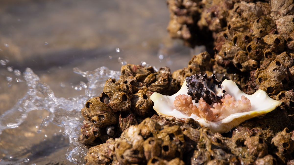 Detailed view of barnacles clinging to rocks with a seashell on a sunny shore