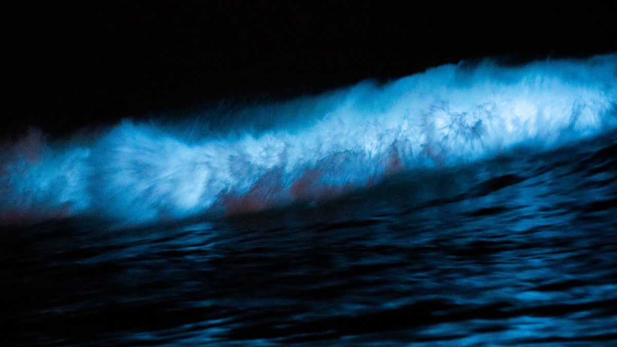 Mesmerizing view of bioluminescent waves crashing at Newport Beach during the night