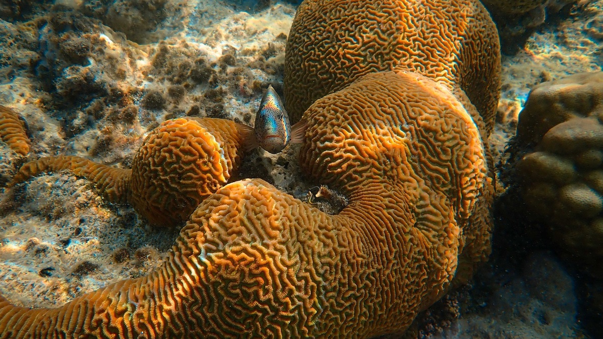Colorful brain coral reef with fish swimming, showcasing marine biodiversity underwater