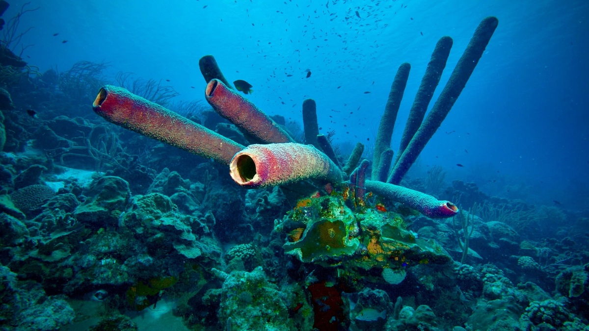 Colorful coral reef with tube sponges in the Caribbean Sea, showcasing rich marine biodiversity