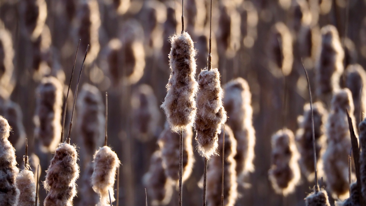 Captivating cattails softly illuminated by golden hour sunlight in a serene winter marsh setting