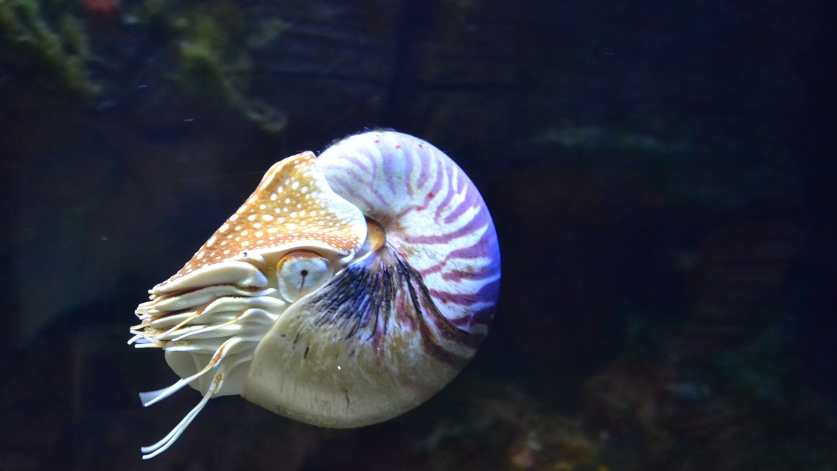 Close-up of a Chambered Nautilus underwater showcasing its unique shell pattern and structure