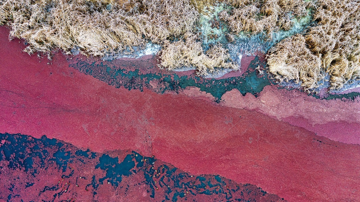 Stunning aerial view of Yakima River showcasing red algal bloom and surrounding arid landscape