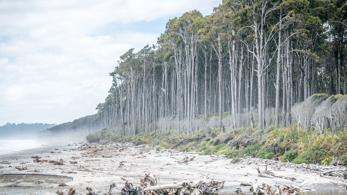 Serene coastal forest with driftwood lining a foggy beach, creating a tranquil nature scene