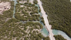 A stunning aerial shot showcasing a lush coastal mangrove forest with winding waterways
