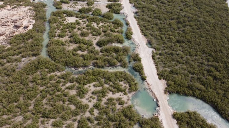 A stunning aerial shot showcasing a lush coastal mangrove forest with winding waterways