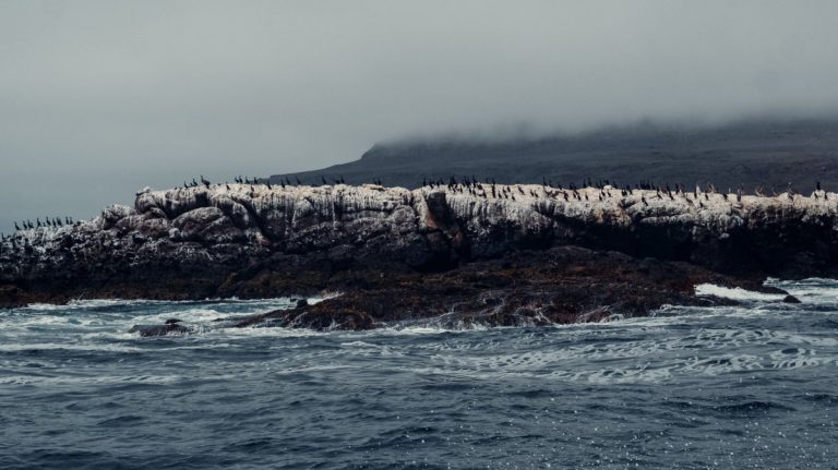 A tranquil coastal scene with seabirds perched on a rocky shoreline, surrounded by ocean waves and mist