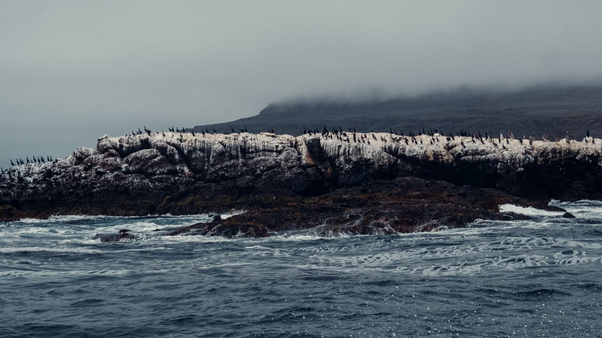 A tranquil coastal scene with seabirds perched on a rocky shoreline, surrounded by ocean waves and mist