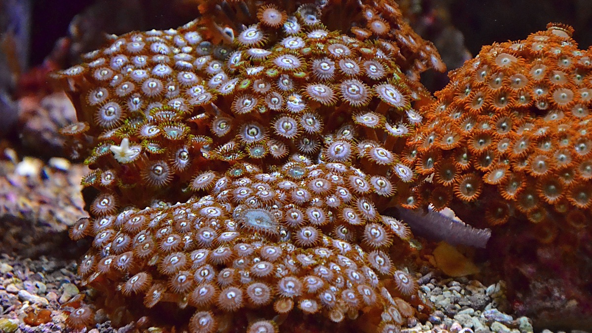 Colorful coral reef showcasing button polyps in their natural habitat