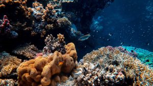 Coral_reef_and_marine_animals