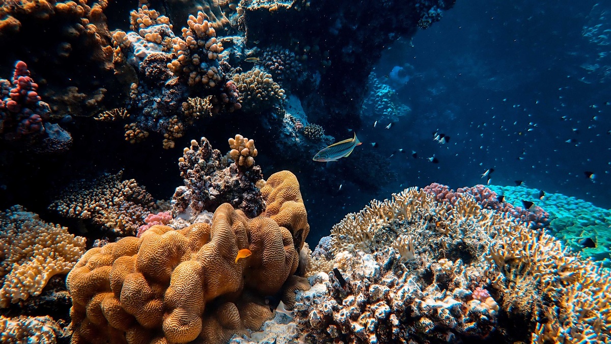 Coral_reef_and_marine_animals