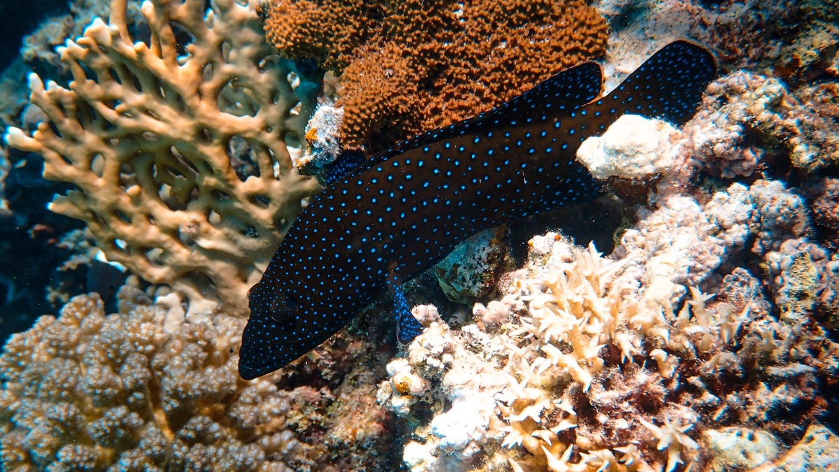 A colorful underwater coral reef with a spotted fish, showcasing vivid marine life